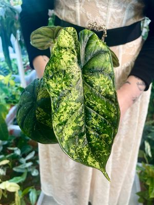 Alocasia Dragon Scale Variegata MINT fi12