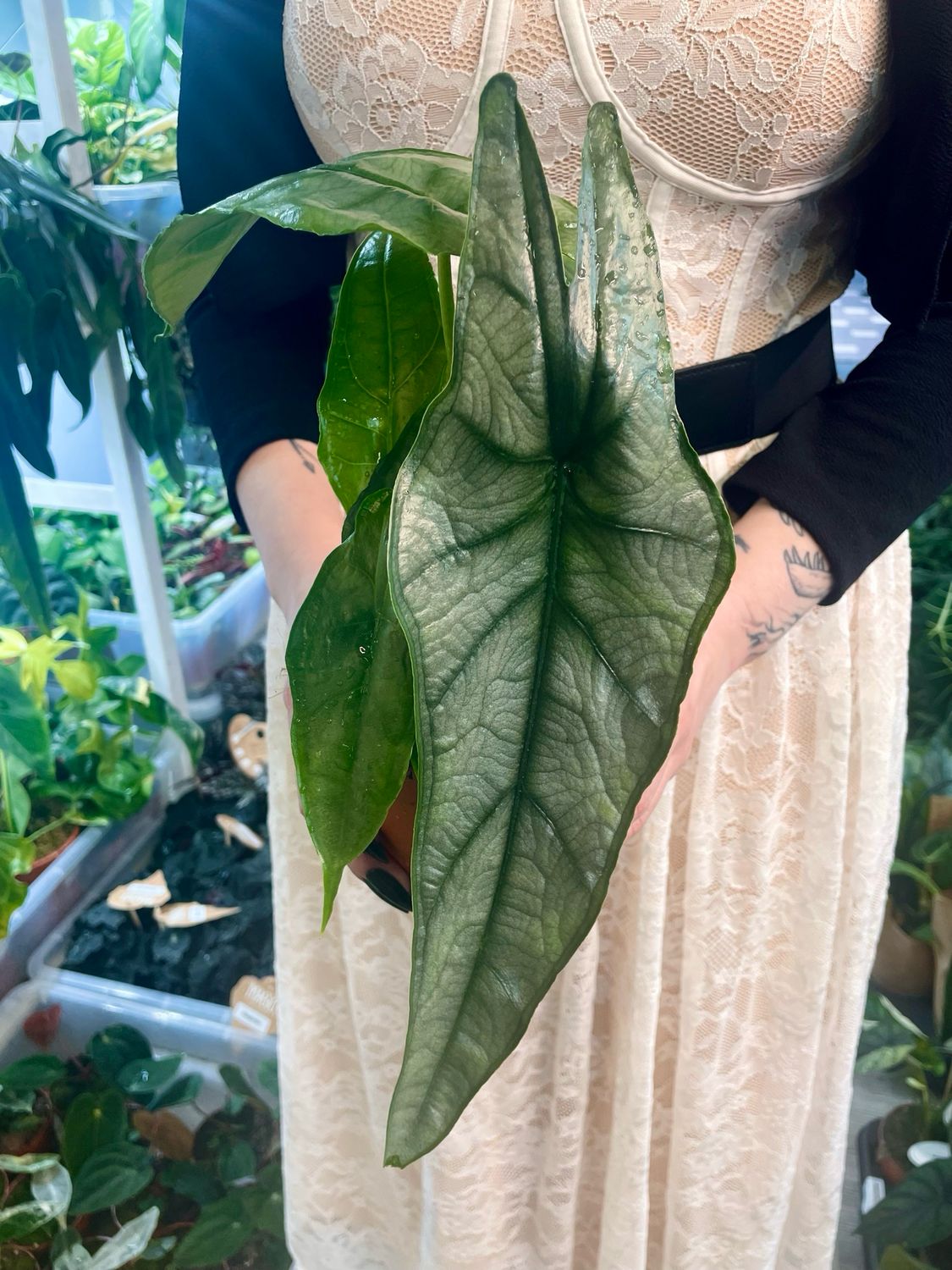 Alocasia heterophylla Dragon’s breath fi12
