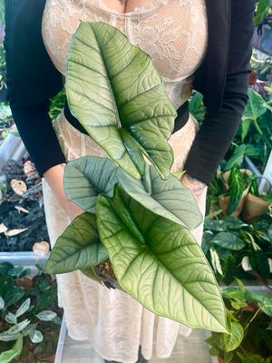 Alocasia Platinum fi14