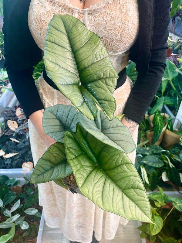 Alocasia Platinum fi14