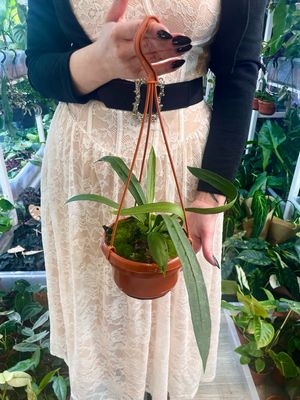 Anthurium vittarifolium visilica fi14