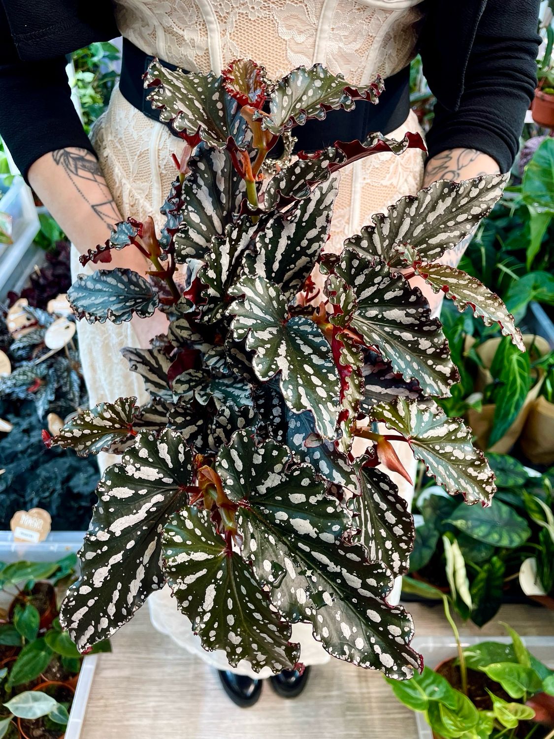 Begonia maculata spotlight dark fi14