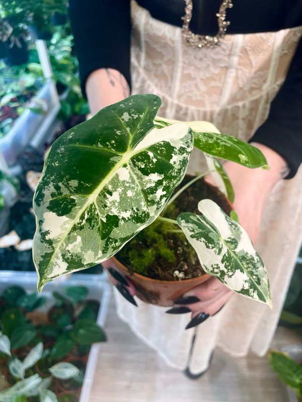 Alocasia Frydek Variegata fi10,5