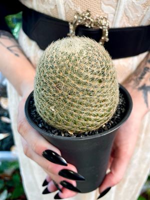 Cactus Mamillaria Lenta XL kakus fi10