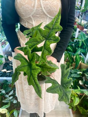 Alocasia tandurusa Jacklyn fi14