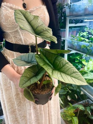 Alocasia Platinum fi14