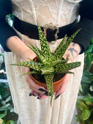 Aloe mix sukulent fi9
