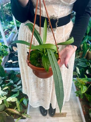 Anthurium vittarifolium visilica fi14