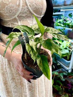 Epipremnum marble variegata Marble King fi12