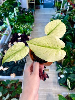 Monstera Mint fi10,5