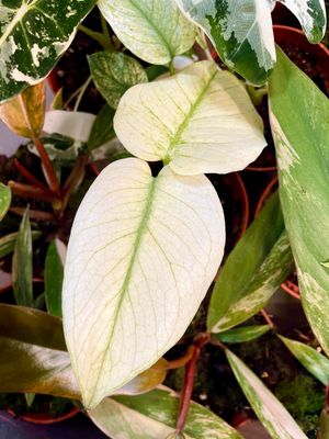 Monstera Mint fi10,5