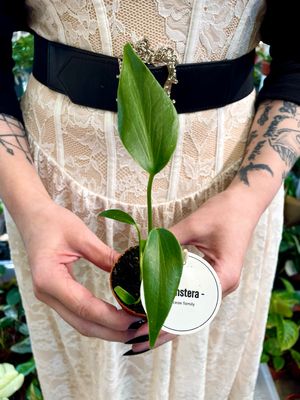 Monstera Burle Marx Flame bebe fi7