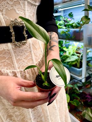 Monstera Burle Marx Flame bebe fi7