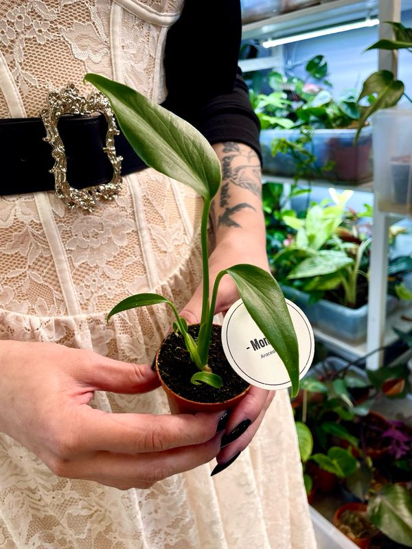 Monstera Burle Marx Flame bebe fi7