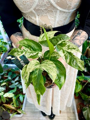 Epipremnum marble variegata Marble King fi12