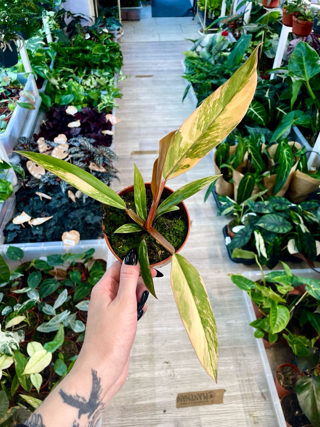 Philodendron Caramel Marble fi10,5