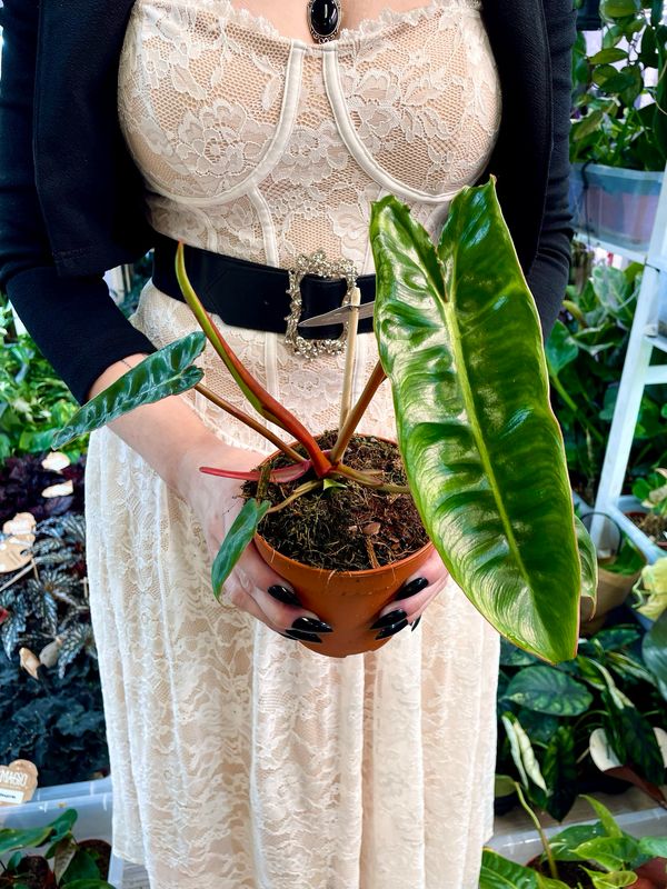 Philodendron Billietiae