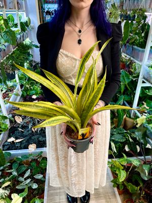 Sansevieria trifascinata Aubrytniana Lauren fi14