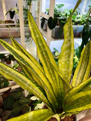 Sansevieria trifascinata Aubrytniana Lauren fi14