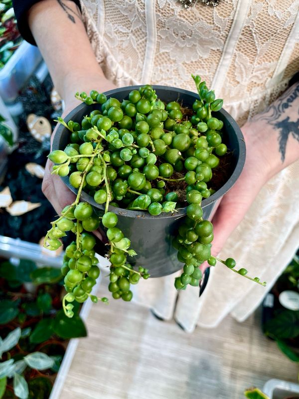 Senecio rowleyanus String of pearls (krunica) fi12