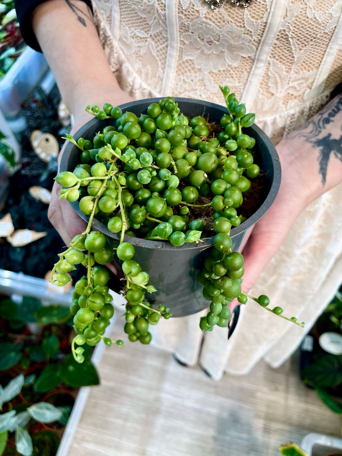 Senecio rowleyanus String of pearls (krunica) fi12
