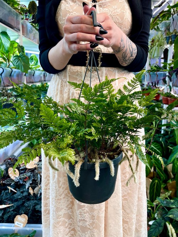 Humata Davallia Teyermannii &#39;Rabbit&#39;s Foot fern&#39; (Paprat zečja šapa) visilica fi17