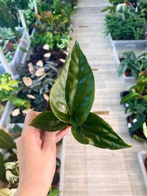Anthurium Nigrolaminum ‘Gigi’ x Luxurians fi9