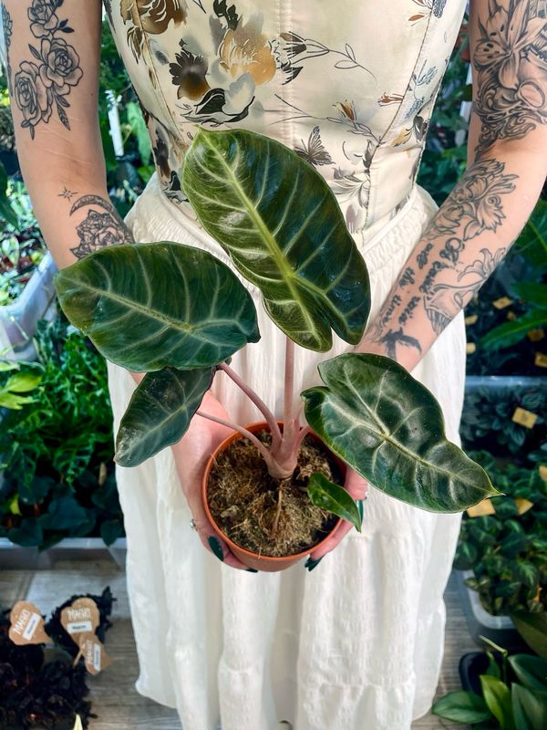 Alocasia Pink Dragon (Alocasia Morroco) fi12