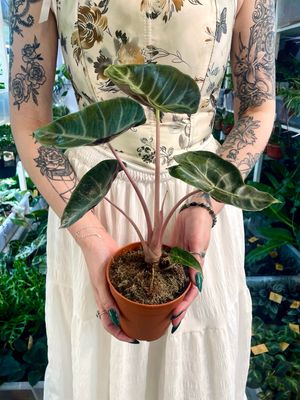 Alocasia Pink Dragon (Alocasia Morroco) fi12