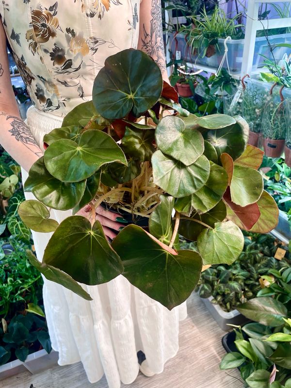 Begonia erythrophylla Black Jungle (Slonovo uho) fi14