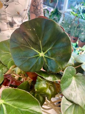 Begonia erythrophylla Black Jungle (Slonovo uho) fi14