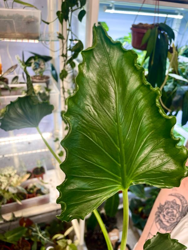 Alocasia Triangularis (Alocasia cucullata ‘Crinkles’) fi17