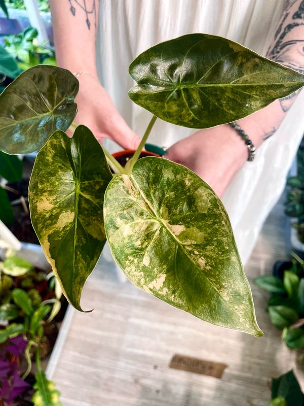Alocasi Wentii (Alocasia ‘Uhinki’) variegata fi9