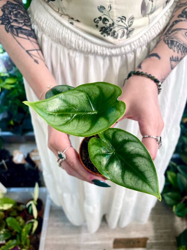 Alocasia Reversa fi7