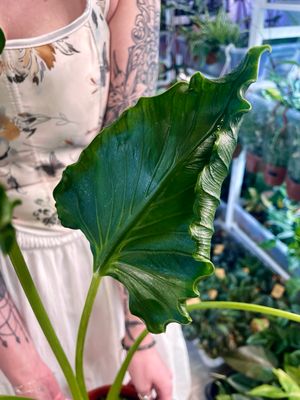 Alocasia Triangularis (Alocasia cucullata ‘Crinkles’) fi17
