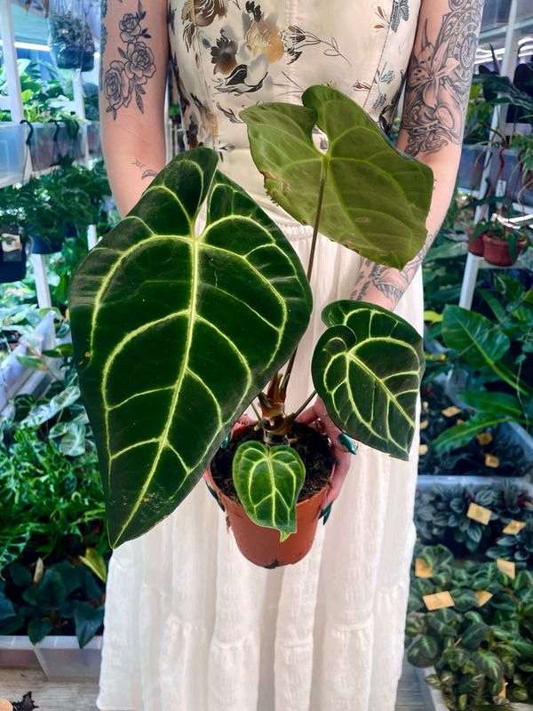 Anthurium Regale fi12