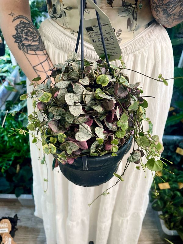 Ceropegia woodii string of hearts (niz srca) variegata visilica fi14