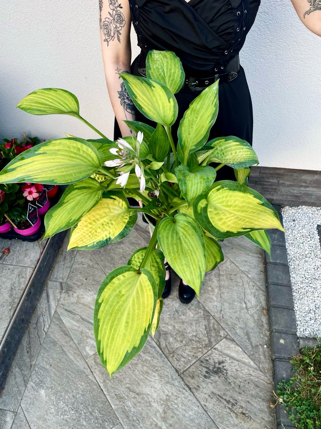 Hosta &#39;Paul&#39;s Glory&#39; fi19