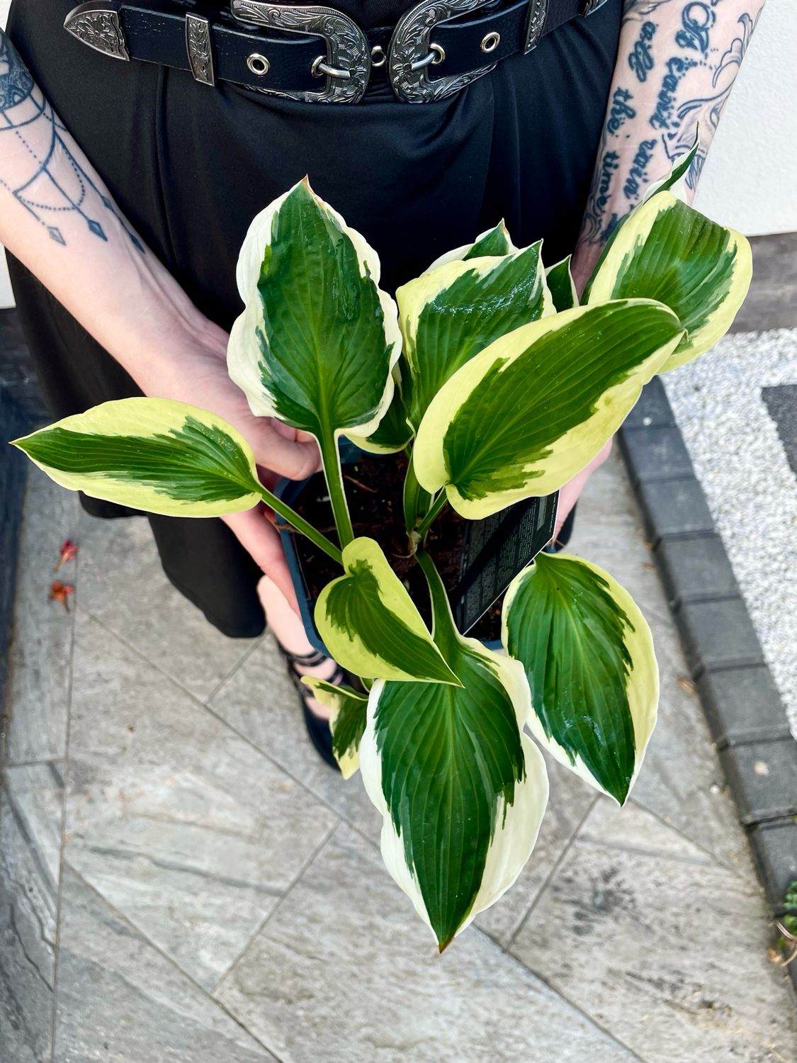 Hosta Patriot fi17
