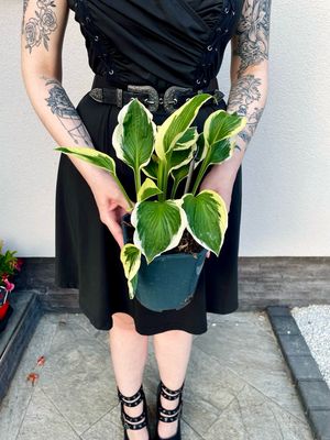 Hosta Patriot fi17