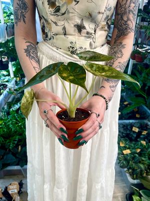 Alocasi Wentii (Alocasia ‘Uhinki’) variegata fi9
