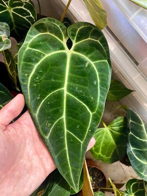 Anthurium Regale fi12