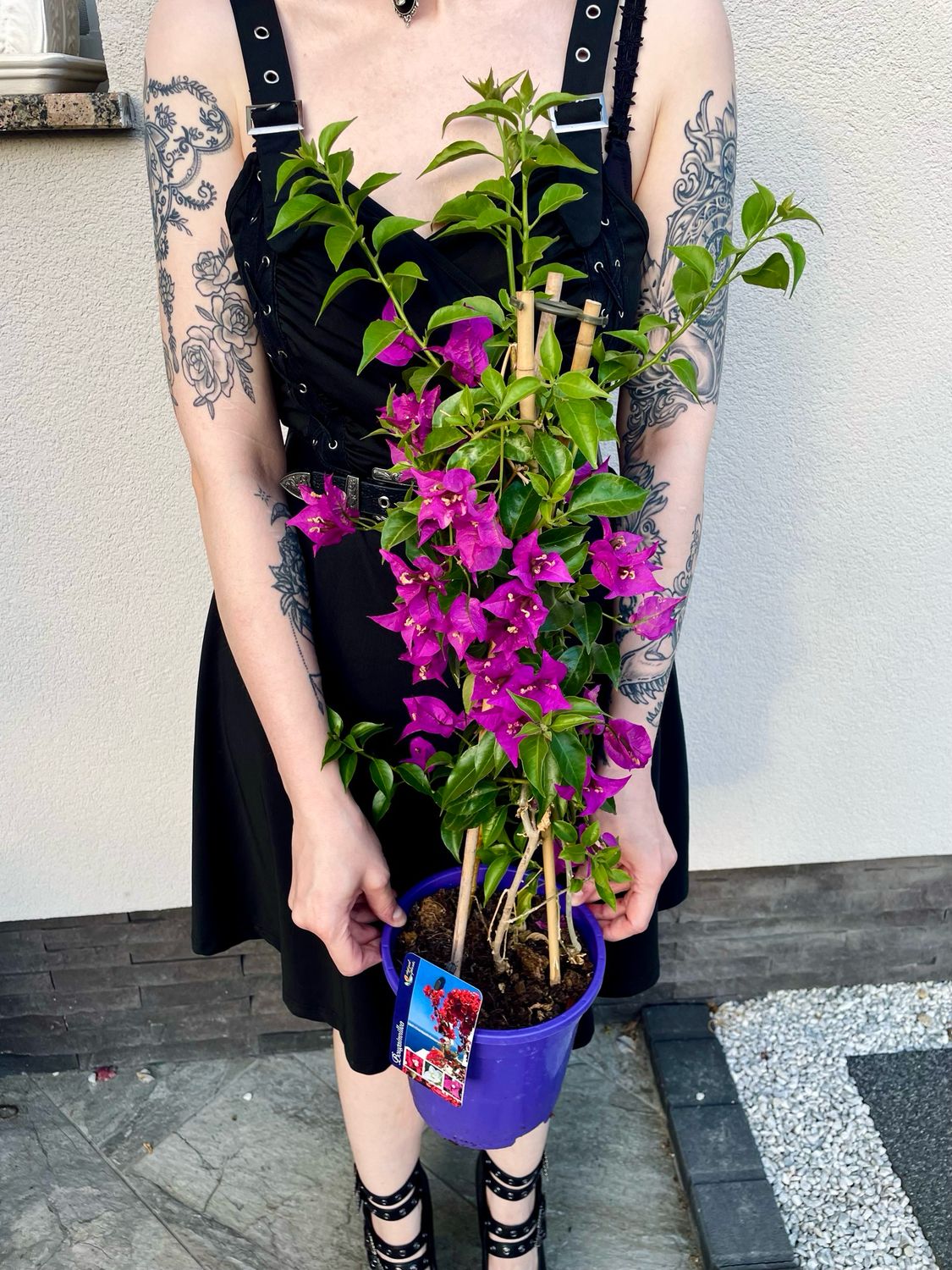 Bougainvillea Alexandra purple (Ljubičasta Bugenvilija) fi17