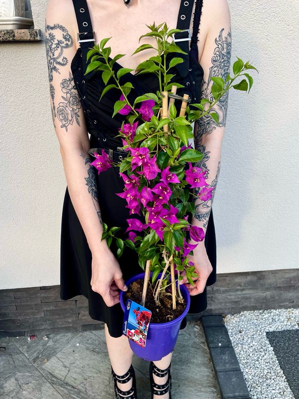 Bougainvillea Alexandra purple (Ljubičasta Bugenvilija) fi17