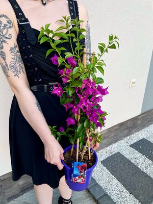 Bougainvillea Alexandra purple (Ljubičasta Bugenvilija) fi17
