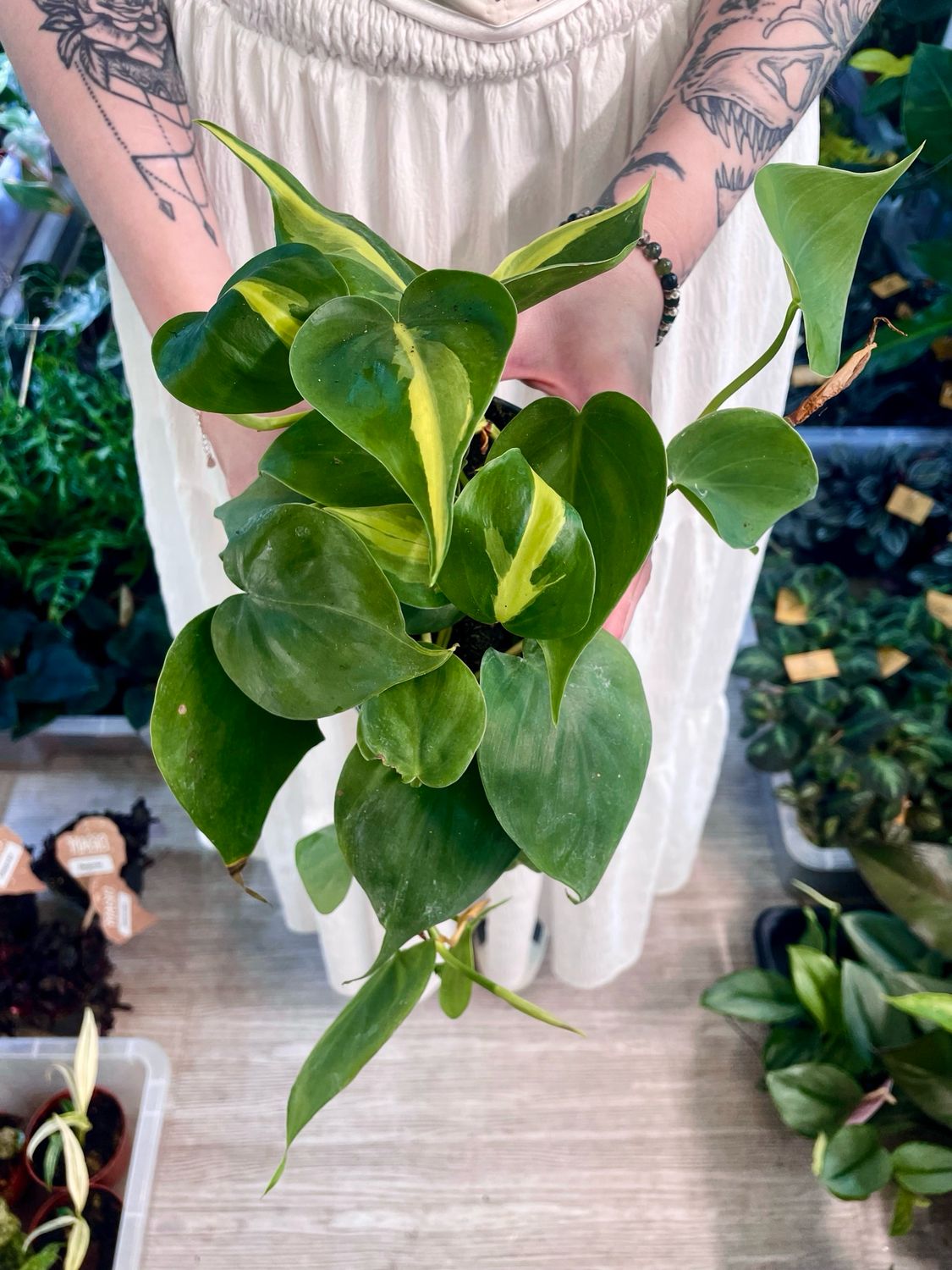 Philodendron brasil scandens mix fi12
