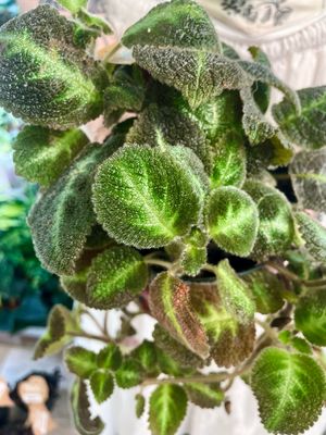 Episcia fi12