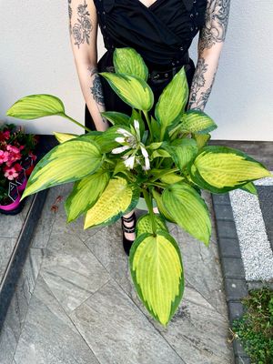Hosta &#39;Paul&#39;s Glory&#39; fi19