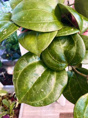 Hoya Sarawak Cream fi12