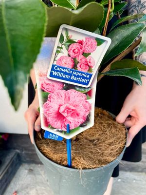 Camellia japonica William Bartlett (japanska kamelija) fi23
